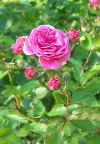 Роза дамасская